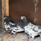 للبيع جوزين باكستاني طيار