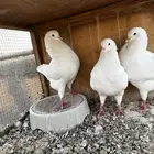 حمام كنغ ابيض للبيع