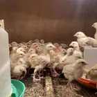 صوص دجاج بلدي العمر 15 تقريبآ