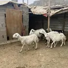 7 ضان طيبة غنم مسراح