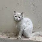 بس شيرازي أنثى
