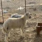 طلى حرى ( تم البيع )