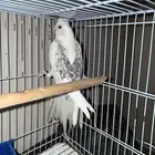 كروان طفره نادره