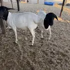 2 برابر ثلاااجه