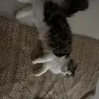 قطه للتبني