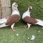 اجواز شاميه