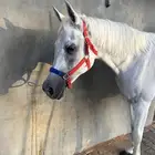 للبيع فرس مصريه مستورده