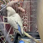 طير روز