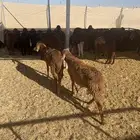 خرفان سواكني حمري 50 رأس للبيع كامل