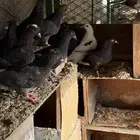 حمام قطايف طبات