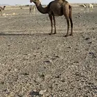 بكره رمانيه لقيه