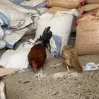 طقمين دجاج كفو