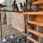 طبات زاجل سباق