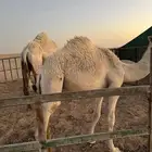 للبيع قعود لباني وبري