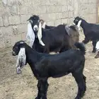 تيوس منادي