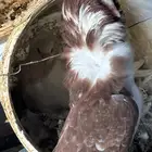 حمام بلجيكي