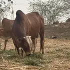 ثور بلدي من نوع طيب