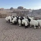 خرفان نعيمي