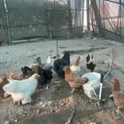 دجاج بلدي بياض