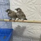جوز بلابل حساوي انتاج محلي