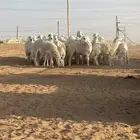 للبيع رخال باالفحل21. الاعمار من 8شهور الى10