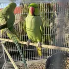 زوج دره للبيع او البدل