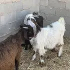 معزا