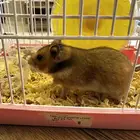 هامستر للبيع انثى