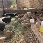 سمان