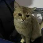 قط بريطاني قولدن شورت هير (Golden British Shorthair)