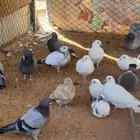 دجاج وبط ووز وبسابيس حمام وحبش