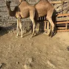 للبيع قعدان