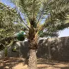 نخل حلوه للبيع