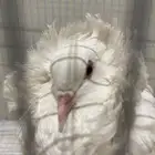 حمامة نادره من فصيلت الحمام اليعقوبي على السوم