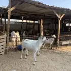 عنزين دفيه فل