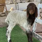 داغور شرط عمره سبوع