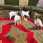 تيوس أمريكيه بيور قزميات