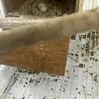 زوج روز منتج