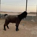 تيس شامي