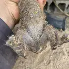 الحمضه