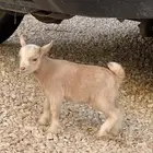 جفرة الماعز القزم