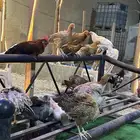 للبيع دجاج بلدي وبط ابيض  ووز عراقي