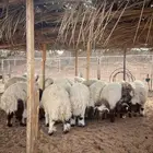 ذبايح جبره نعيم بلدي