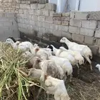 للبيع بيعه ضان ورخيل البيع جمله البيع جمله