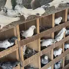 حمام باكستاني