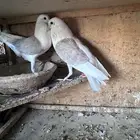 جوز حمام نفاخ