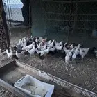 دجاج عمر تقريبا  3شهور
