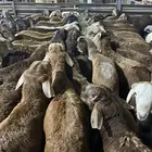 سواكن حري نجدي ذبايح من الطايف