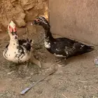 ذكور بح