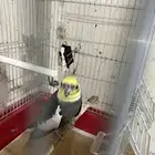 ذكر كوكتيل للبيع